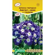 Вербена гибридная «Аметист синяя с глазком»