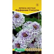 Вербена жесткая «Фарфоровая Статуэтка»