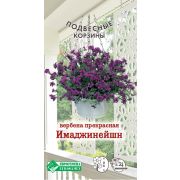 Вербена прекрасная «Имаджинейшен»