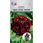 Гвоздика бородатая «Свит Блэк Черри»