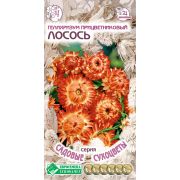 Гелихризум прицветниковый «Лосось»