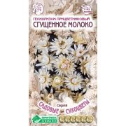 Гелихризум прицветниковый «Сгущенное молоко»