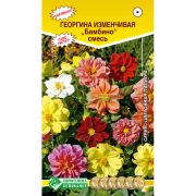Георгина изменчивая «Бамбино смесь»