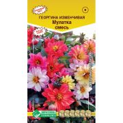 Георгина изменчивая «Мулатка смесь»