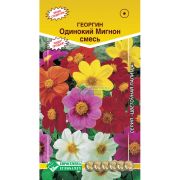 Георгина изменчивая «Одинокий Мигнон смесь»