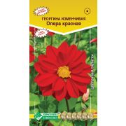 Георгина изменчивая «Опера красная»