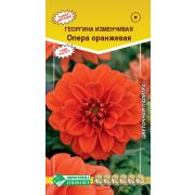 Георгина изменчивая «Опера оранжевая»