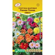 Георгина изменчивая «Ранняя птичка»