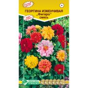 Георгина изменчивая «Фигаро смесь»