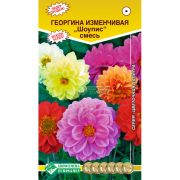 Георгина изменчивая «Шоупис смесь»