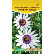 Диморфотека дождевая «Полярная Звезда»