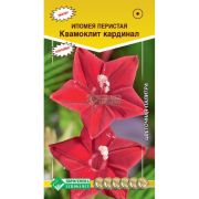 Ипомея перистая квамоклит «Кардинал»