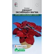 Колеус блюме «Джиант Эксибишен Магма»