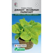 Колеус блюме «Джиант Эксибишн Лаймлайт»