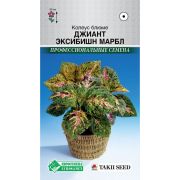 Колеус блюме «Джиант Эксибишн Марбл»