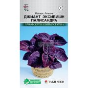 Колеус блюме «Джиант Эксибишн Палисандра»