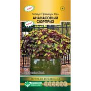 Колеус блюме «Премиум сан Ананасовый Сюрприз»