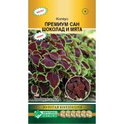 Колеус блюме «Премиум Сан Шоколад и мята»