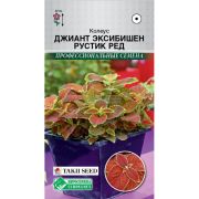 Колеусм блюме «Джиант Эксибишен Рустик Ред»