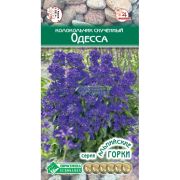 Колокольчик скученный «Одесса»