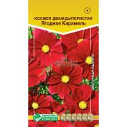 Космея дваждыперистая «Ягодная Карамель»