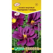 Космос махровый «Пурпурная Глазурь»