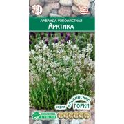 Лаванда узколистная «Арктика»