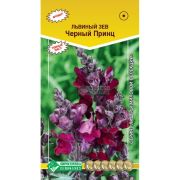 Львиный зев «Черный принц»