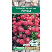 Маргаритка многолетняя «Милота»