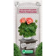 Пеларгония садовая «Пинто Королева»