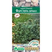 Седум (очиток) «Форстера Оракл»