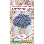 Синеголовник плосколистный «Барракуда»
