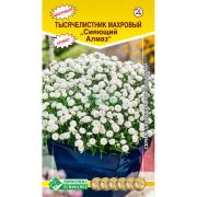 Тысячелистник махровый «Сияющий алмаз»