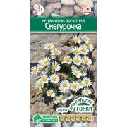 Хризантема болотная «Снегурочка»