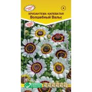Хризантема килеватая «Волшебный вальс»