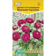 Цинния георгиновая «Вишневая королева»