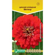 Цинния изящная «Метеор»