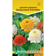 Цинния изящная «Цитрусовый Коктейль»