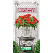Цинния мариладская «Зайдеко Огонь»