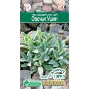 Чистец шерстистый «Овечьи Ушки»