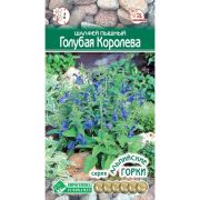 Шалфей пышный «Голубая Королева»