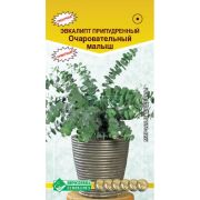 Эвкалипт «Очаровательный малыш»/ Евросемена