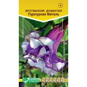 Бругмансия душистая «Пурпурная Метель»/ Евросемена