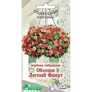 Вербена гибридная «Обсешн Легкий Флирт»
