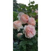 Роза Салманасар ЧГ