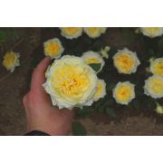 Роза Шампань Мон Д